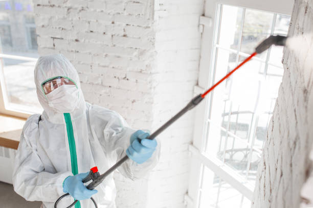 Mold Odor Removal Services in Bluewell, WV