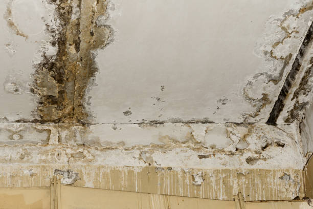 Best Forensic Mold Investigation  in Bluewell, WV