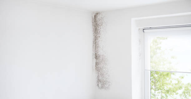 Mold Odor Removal Services in Bluewell, WV