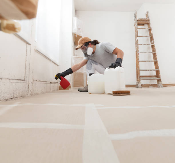 Best Basement Mold Removal  in Bluewell, WV