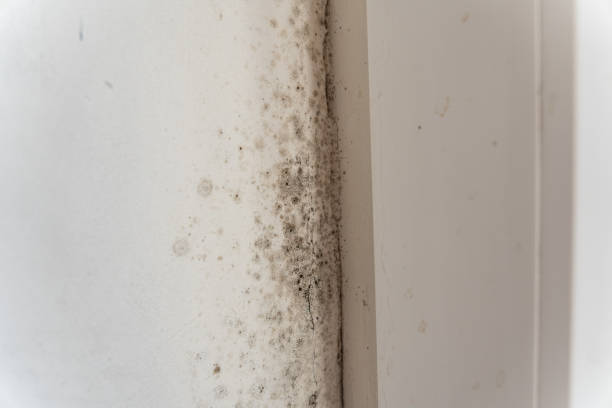 Best Mold-Related Health Consultation  in Bluewell, WV